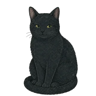 黒猫