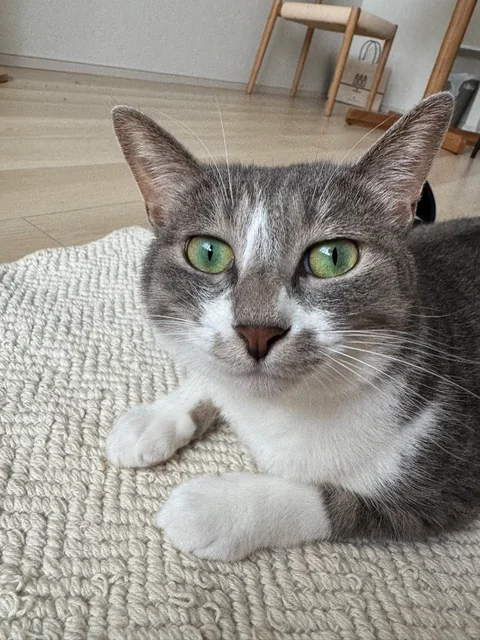 家のラグの上でこちらを見つめるハナ