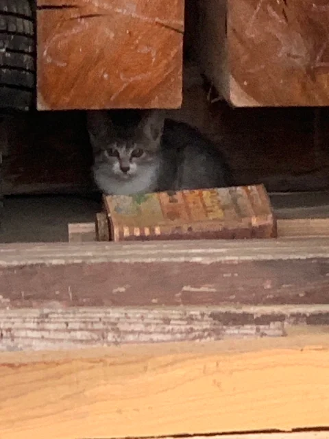 野良猫だった頃、木材の奥にいるハナ