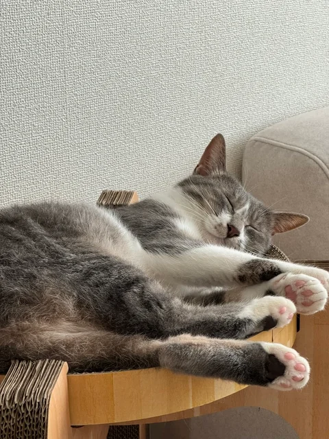 爪とぎの上で気持ちよさそうに眠るハナ